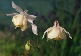 Aquilegia fragrans